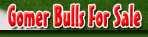 Gomer Bulls For Sale